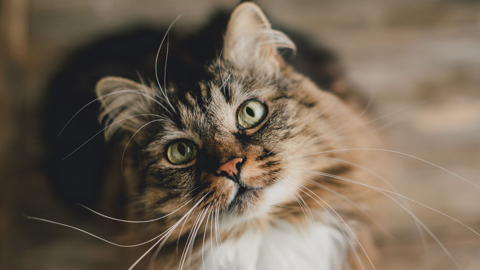 Certificat d'engagement et de connaissance Chat