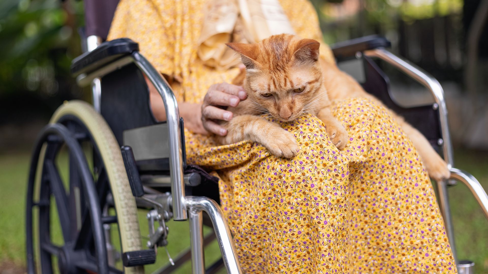 https://argos42.org/animaux-de-compagnie-en-ehpad/
