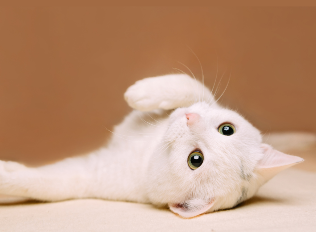 un chat blanc étalé
