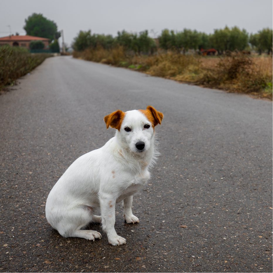 Journée mondiale contre l'abandon des animaux 2026 : 335 258 raisons d'agir aujourd'hui 4 un chien abandonner que faire