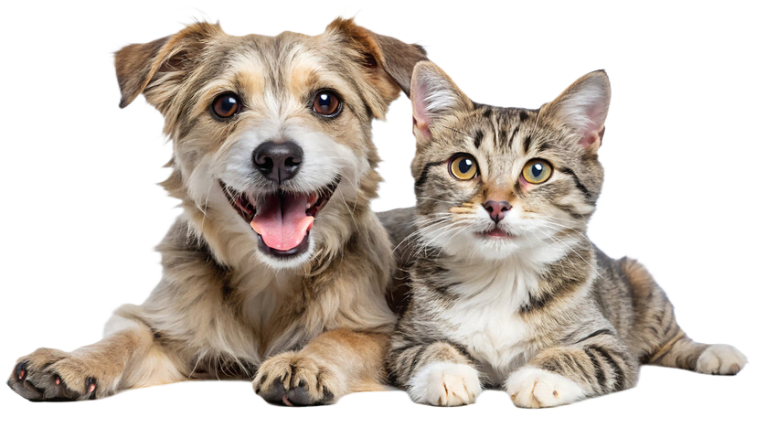 Sensibilisation à la cause animale 9 Chien et chat - protection animale et sensibilisation à la cause
