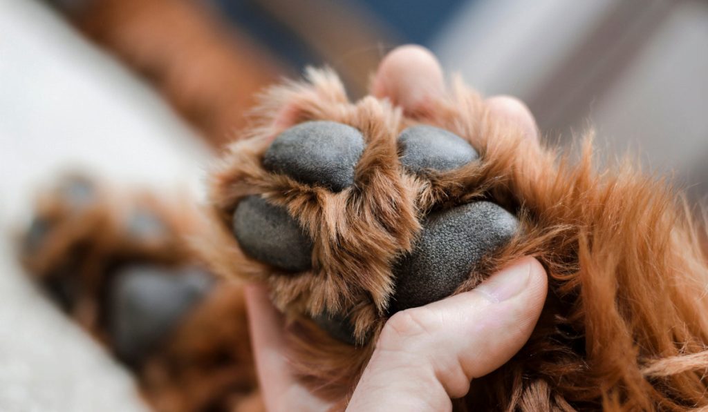 ARGOS 42, l'amour et la protection des animaux de compagnie
