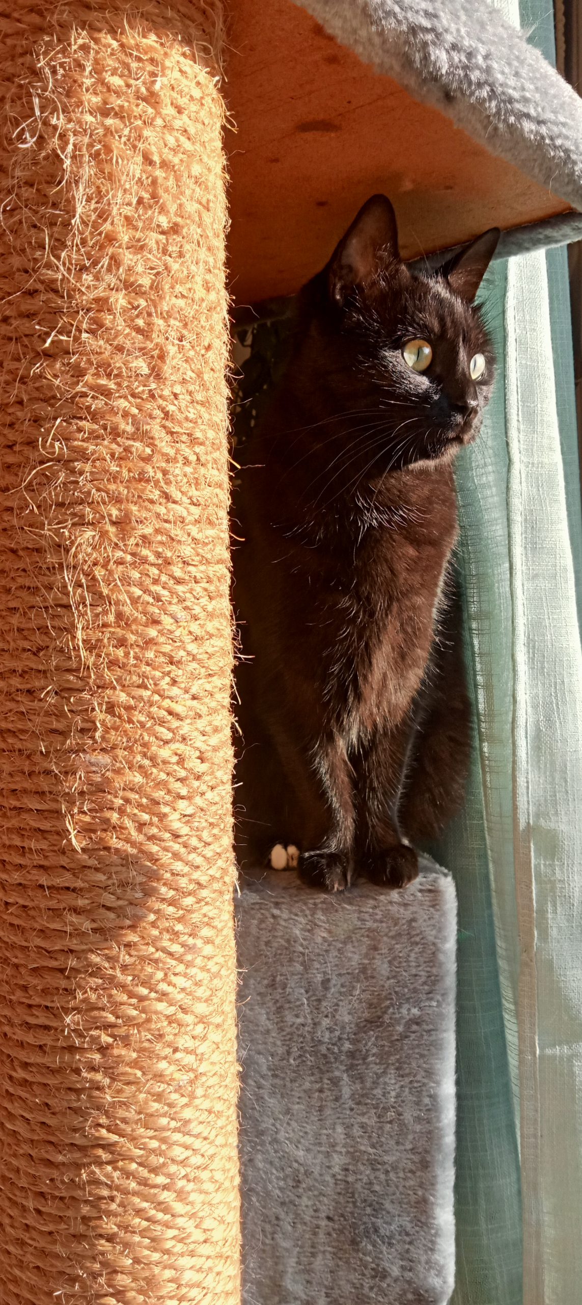 Socquette