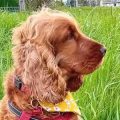 Cookie, chien du président d'ARGOS 42