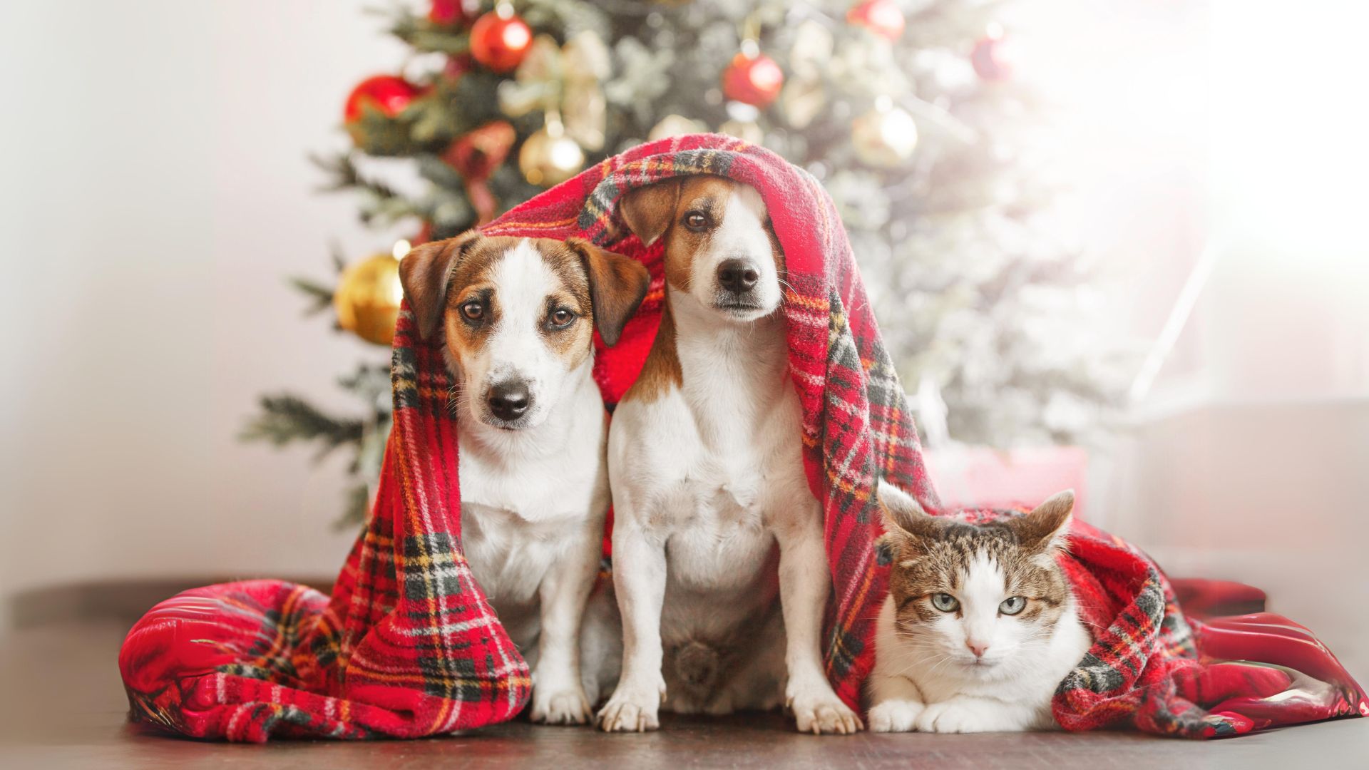 Adoption animale Noël : les erreurs à éviter
