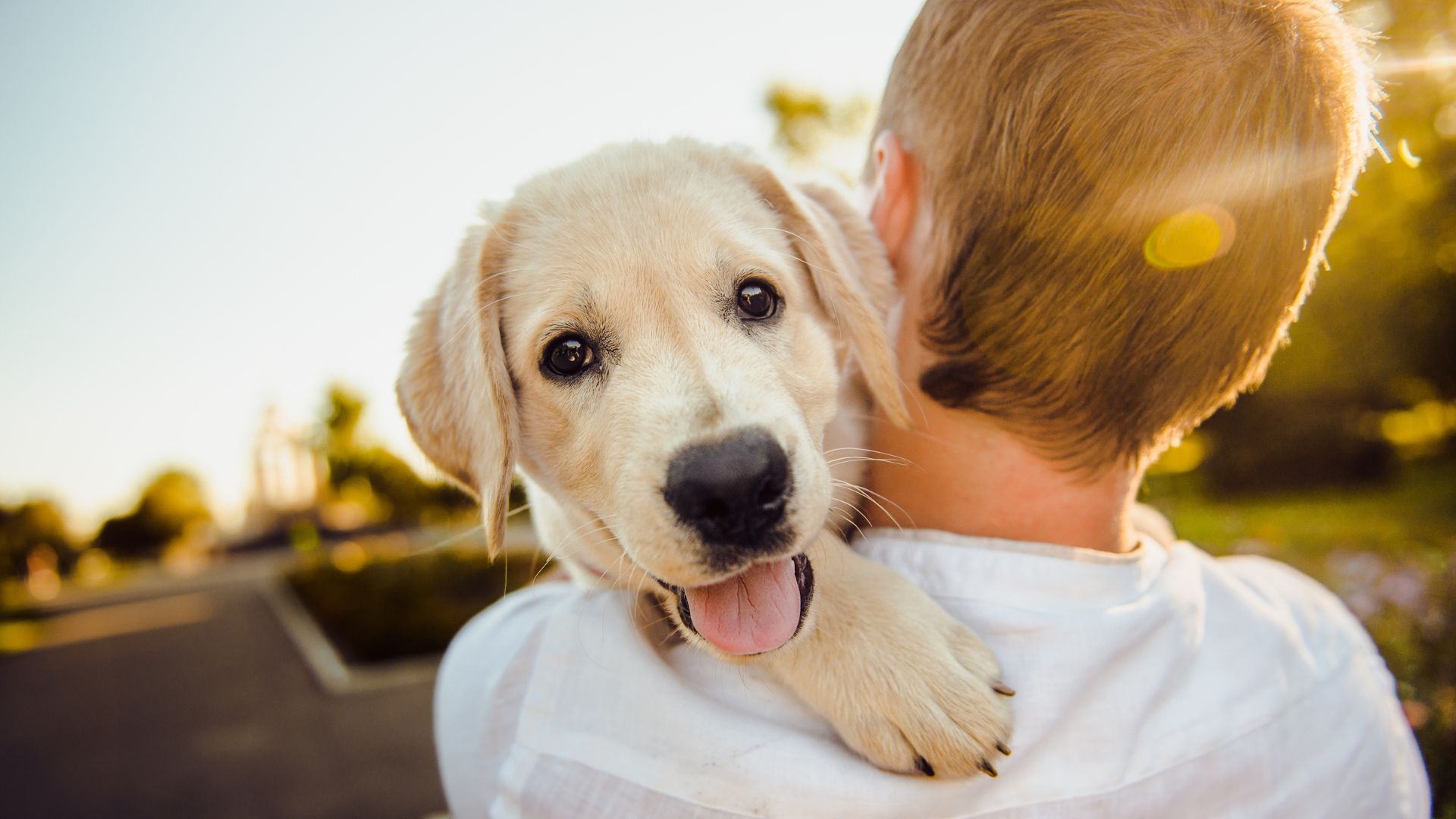 Choisir le prénom de son chien en 2025, année du A