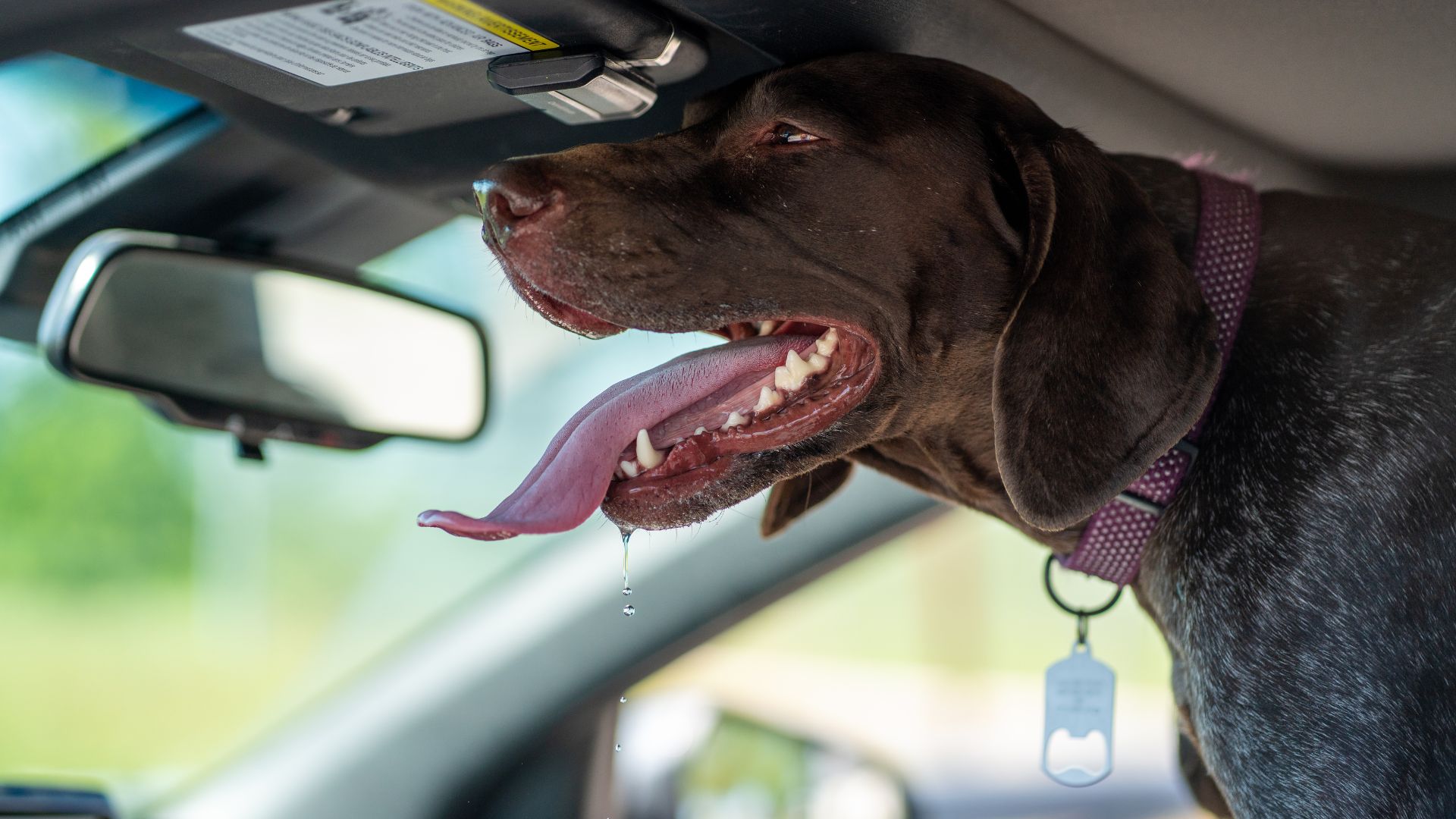 Comment protéger son animal de compagnie pendant la canicule : le guide complet