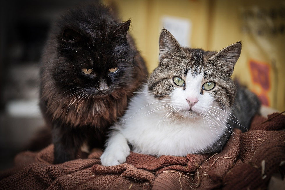Un groupe de deux chats de couleurs variées, montrant que chaque félin, noir ou autre, mérite amour et affection.