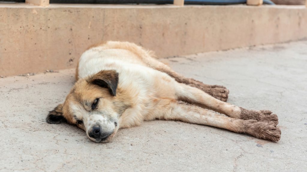 coupe du monde 2030 et les chiens au maroc