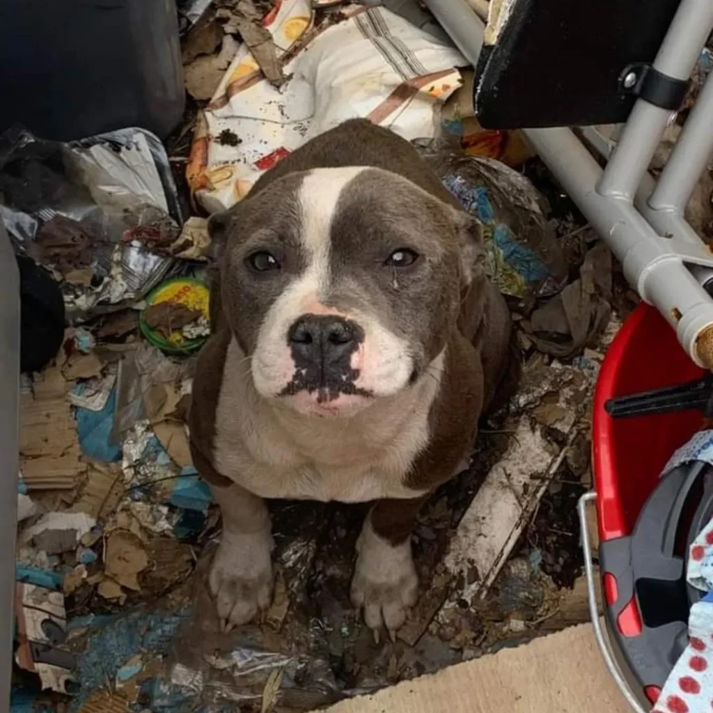 Justice pour Riya : une chienne maltraitée, une sauveuse en garde à vue
