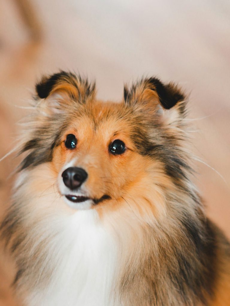 Comment choisir un nom pour son animal domestique en 2024 3 Les noms pour les chiens