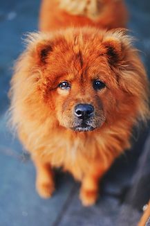 le Chow Chow un chien avec langue bleue