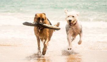 nage chien