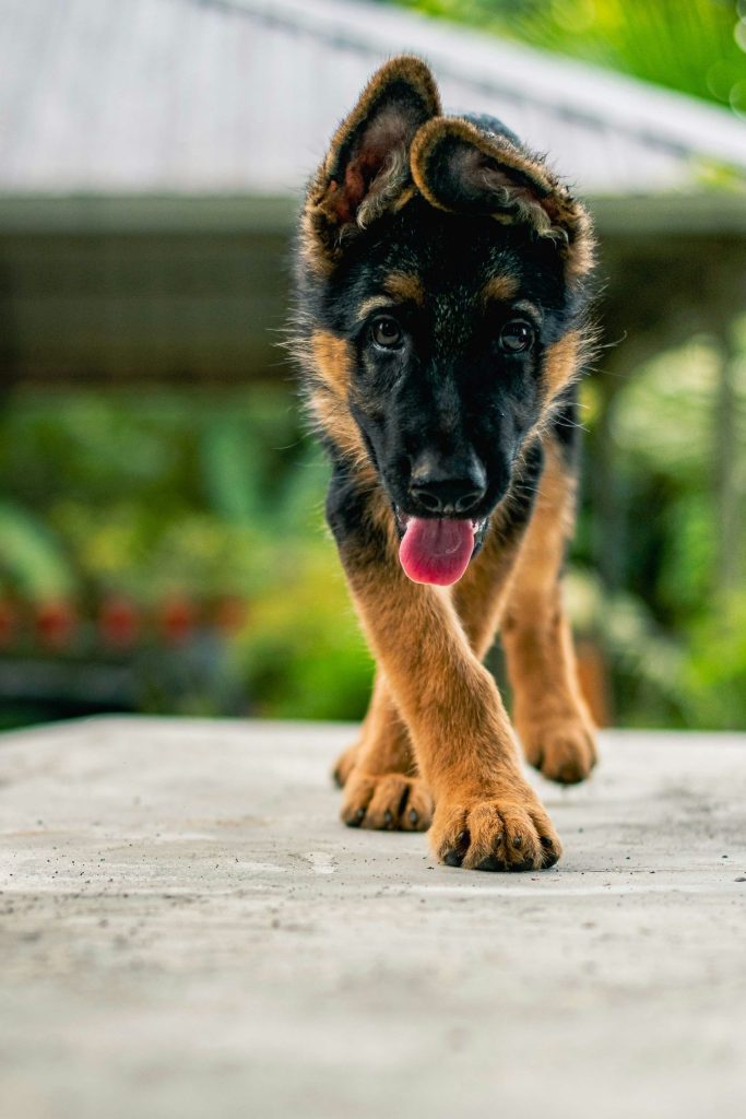 Comment reconnaître un élevage responsable et éthique ? 4 elevage responsable pour chiens