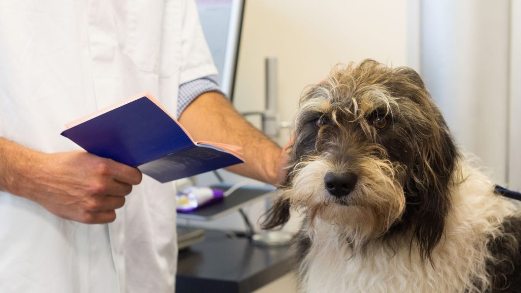Pourquoi le passeport européen est-il essentiel pour votre chien ?