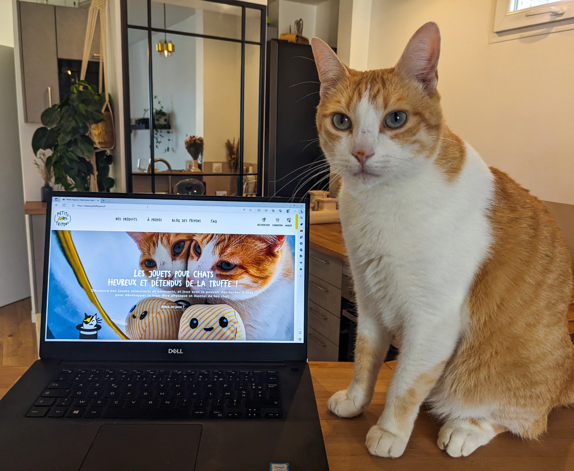Des jouets éco-responsables pour votre chat à Noël : Argos42 vous recommande Petits Fripons