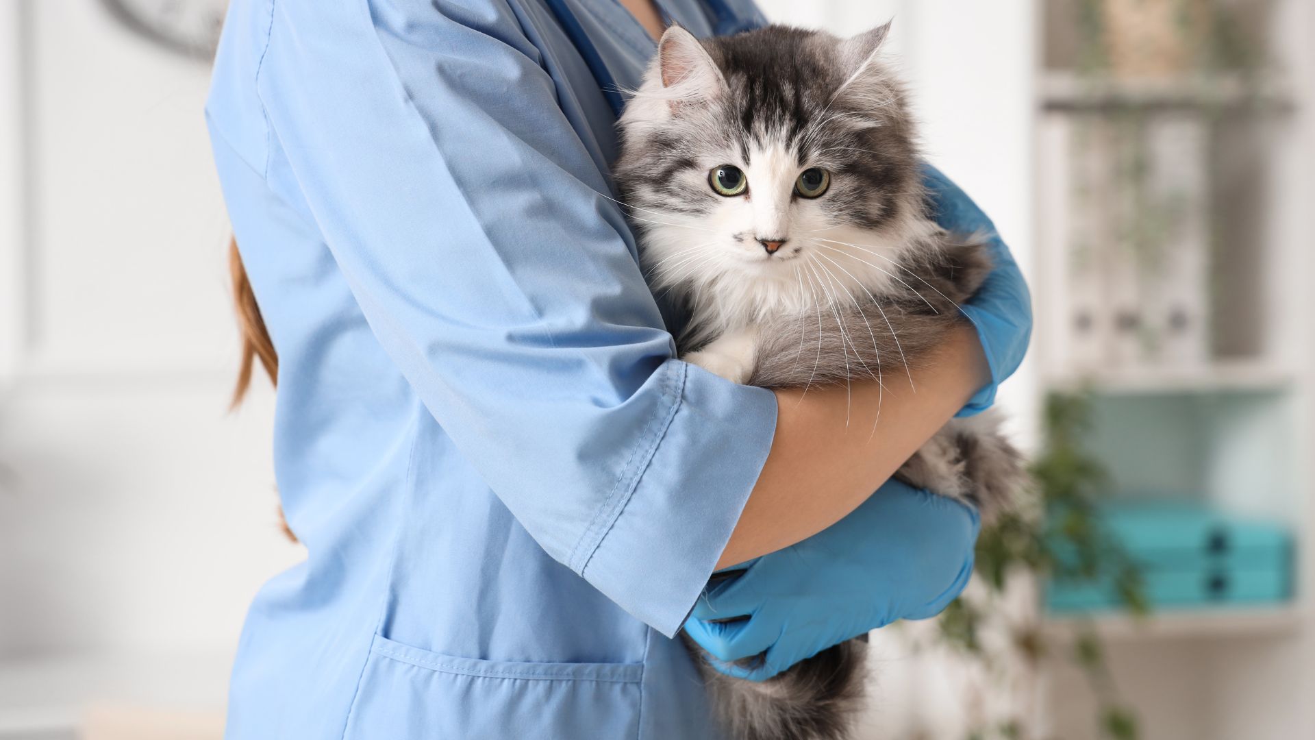 Pourquoi stériliser son chat ? Avantages clés