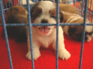 Stop salon du chiot une pétition