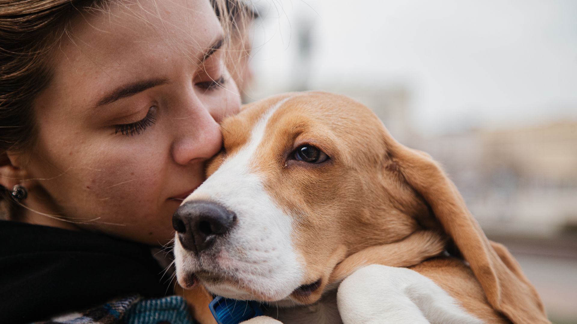 vente d'animaux de compagnie certificat d'engagement et de connaissance chien