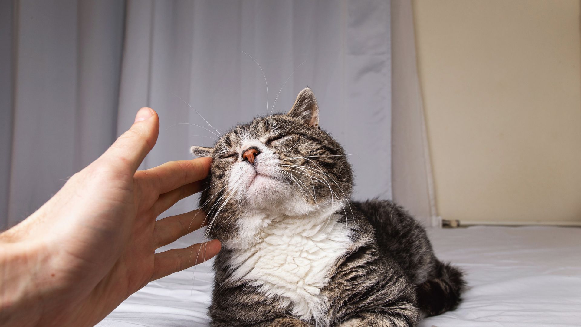 Prendre soin d’un vieux chat en fin de vie : conseils pour aider son félin au quotidien