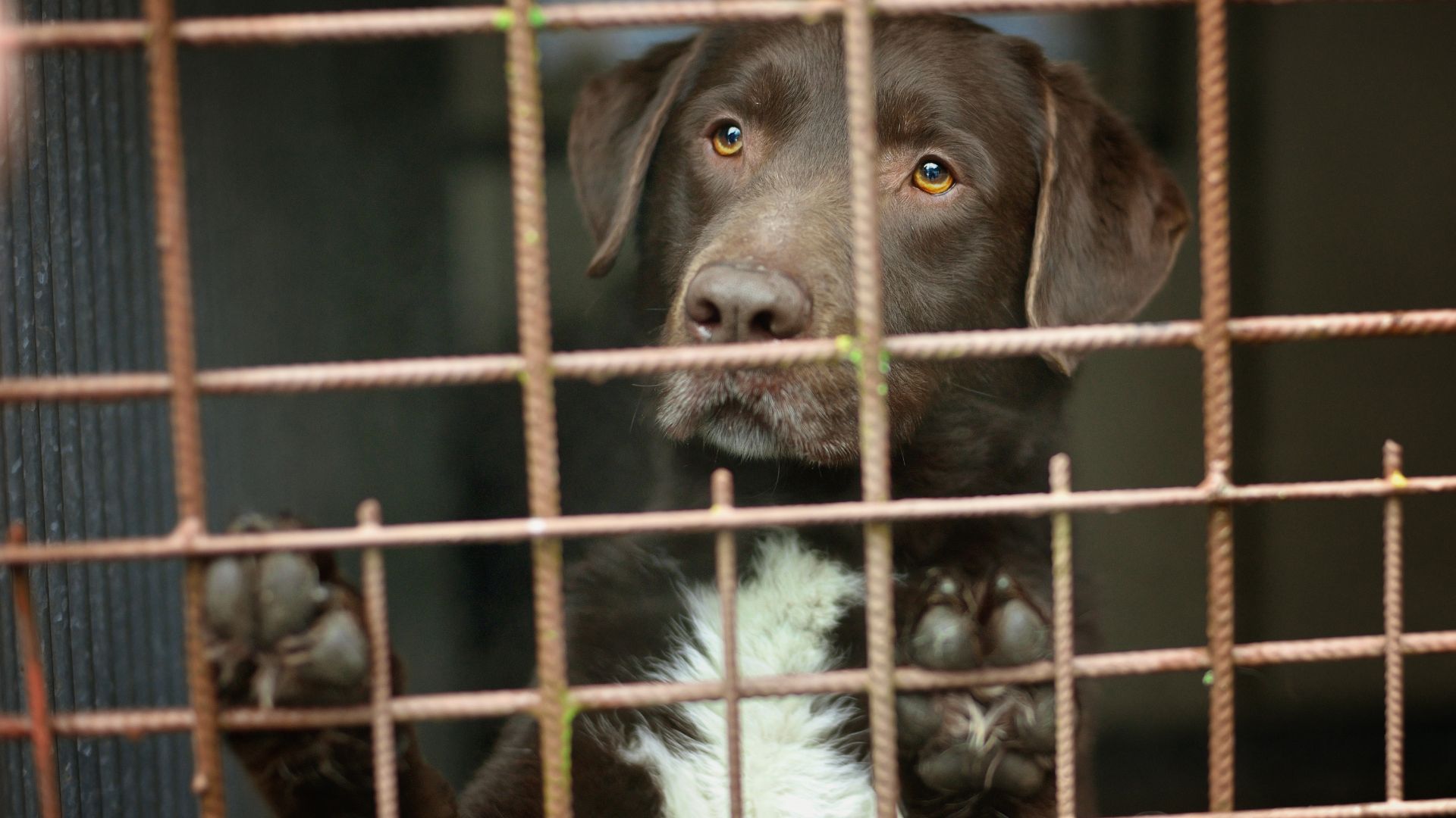Vols d’animaux de compagnie en France