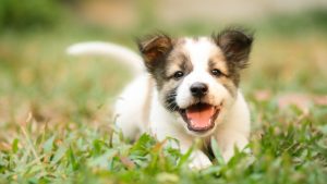 Toulouse dit stop aux salons du chiot