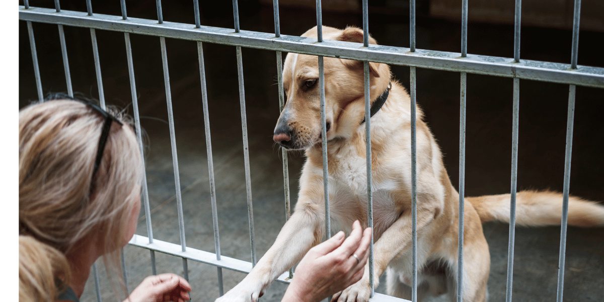 Salon du chiot : Argos 42 lance le dialogue avec le Ministère de l’Agriculture