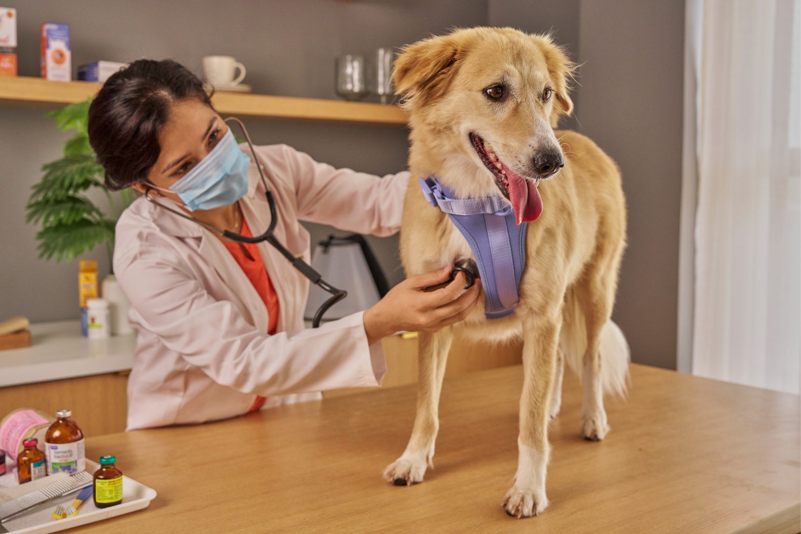 budget des frais vétérinaire pour chien