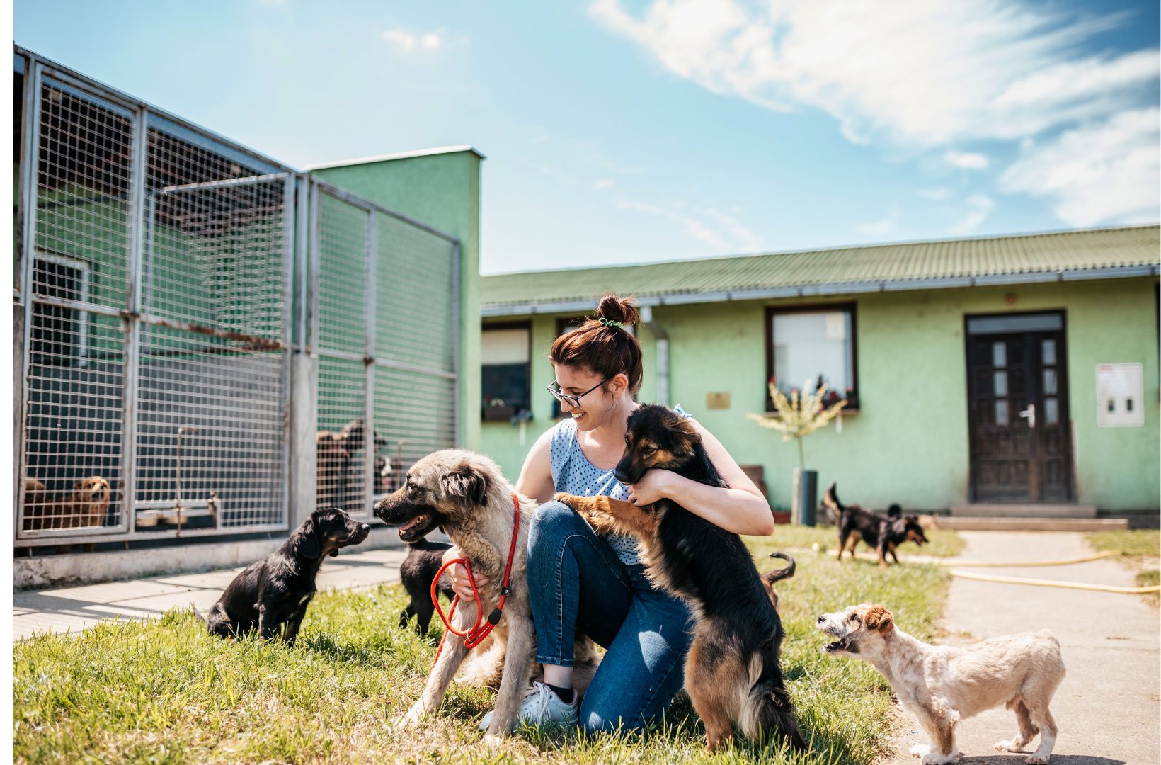 coût financier de l'adoption d'un animale