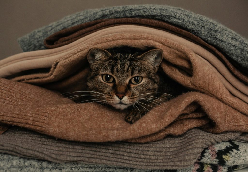 Chat tigré recroquevillé sous une couverture marron cherchant la chaleur en hiver