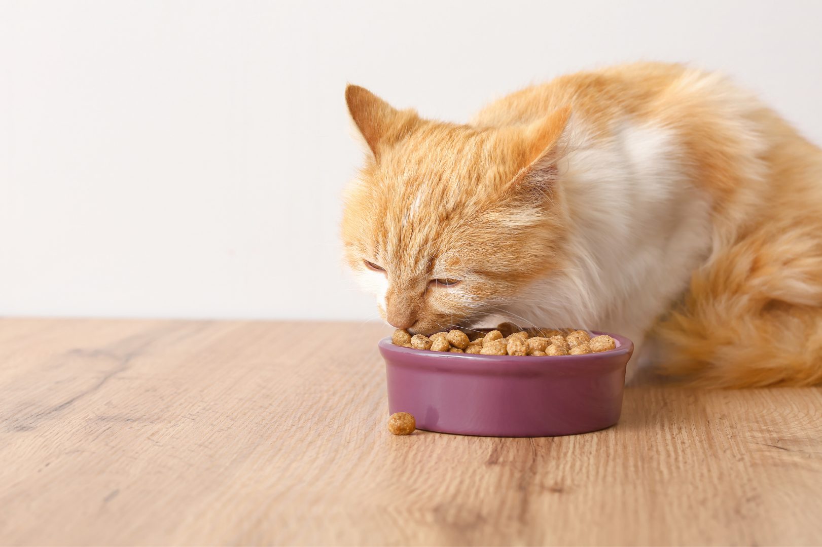 prix de la nourriture pour chat