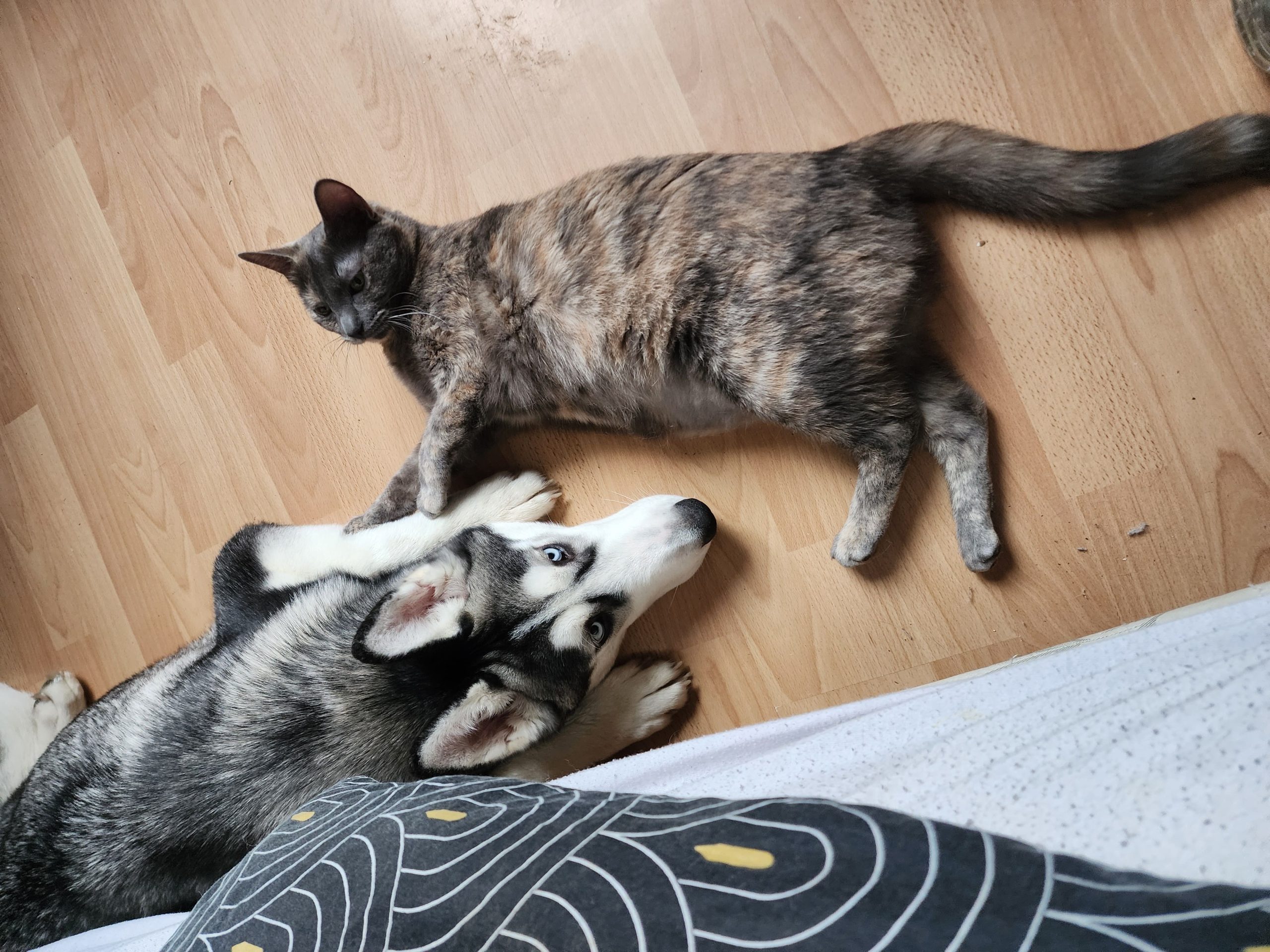 Aya et  Aïko 