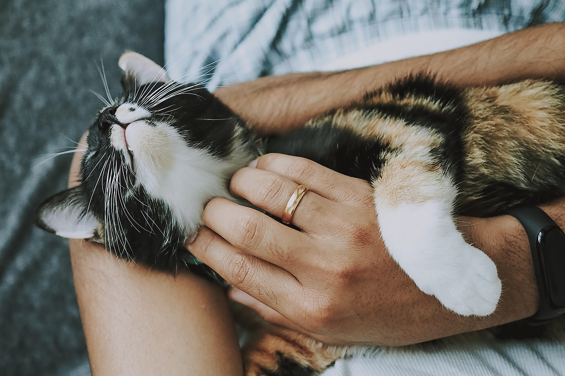 5 façons de montrer son amour à son animal à la Saint-Valentin