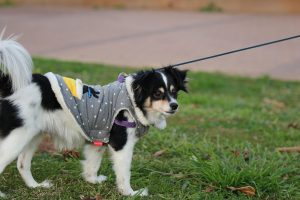 Petit chien qui a froid portant un manteau d'hiver