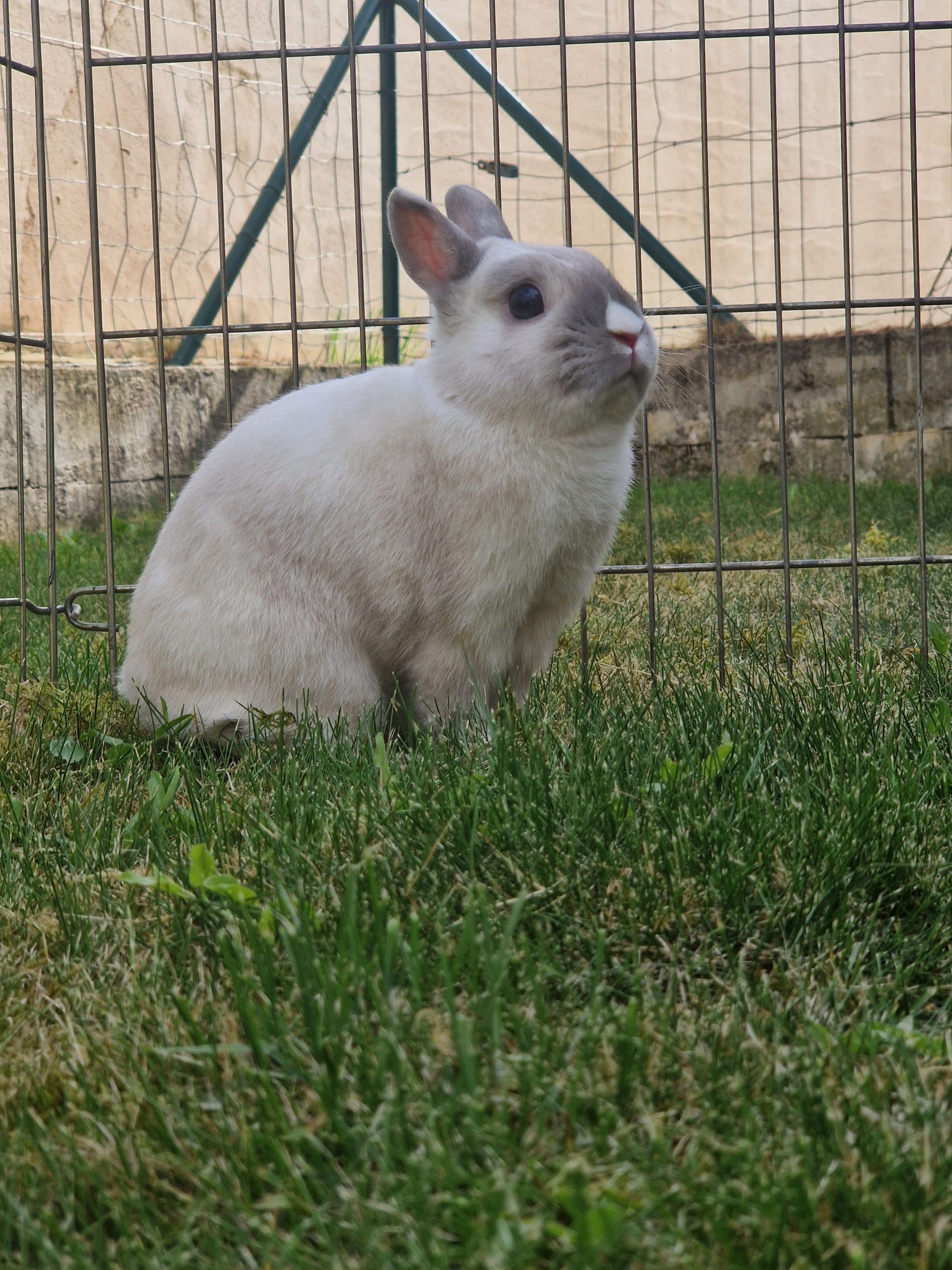 Paco