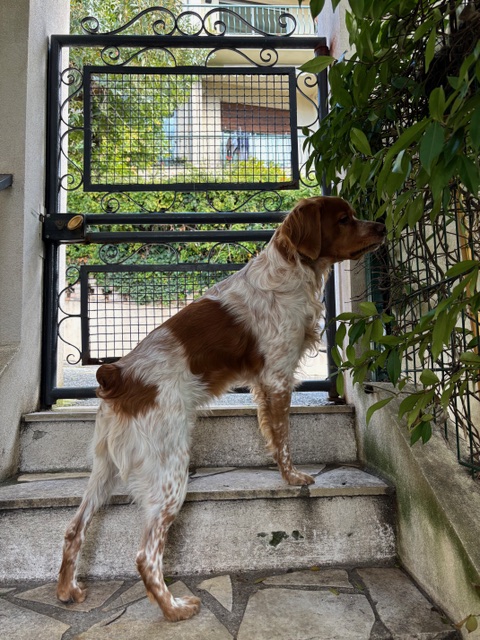 Sky, chien de Nour