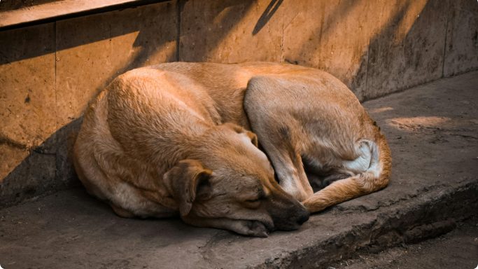 chien en situation de précarité, aidé par Gamelles Pleines Lyon grâce aux ventes du livre Biglou