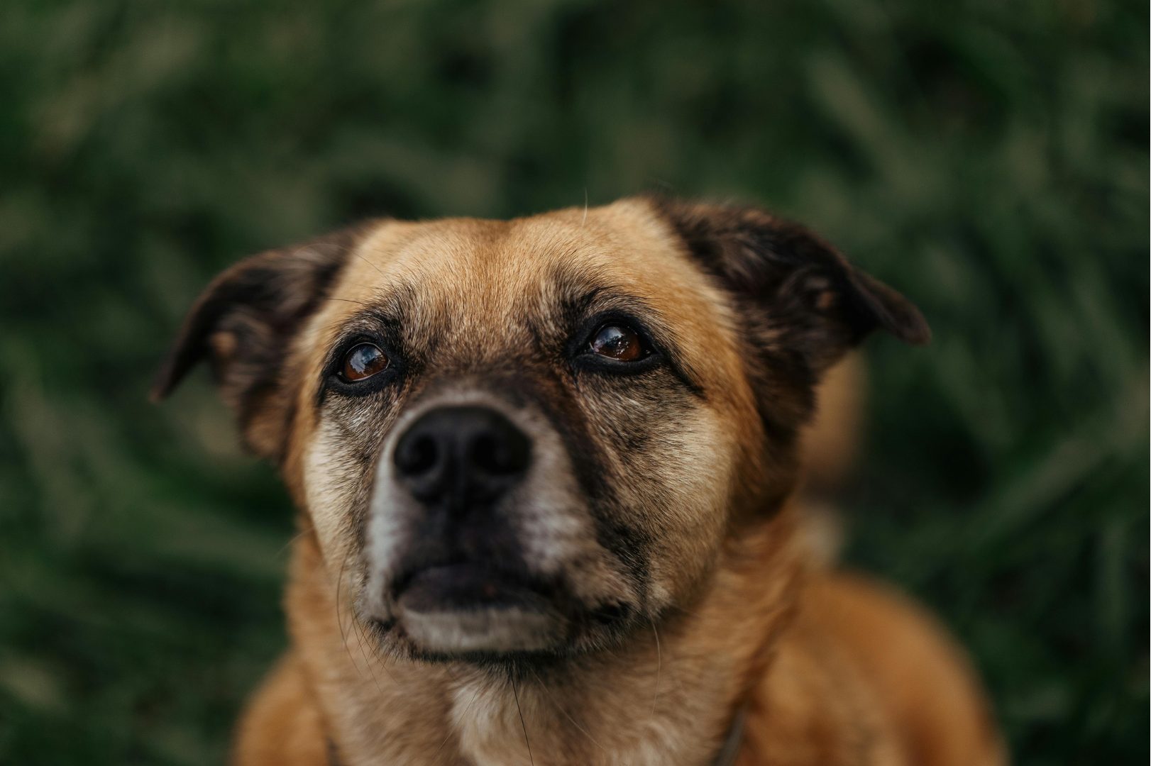 Pièges mortels pour chiens à Anglet : ARGOS 42 lance un appel à témoins urgent