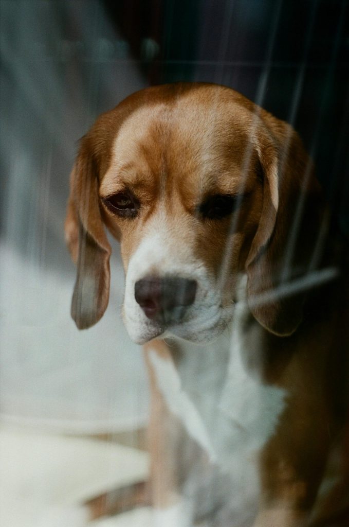 Adopter un beagle de laboratoire : comment offrir une seconde chance à ces survivants 4 adoption beagle de laboratoire