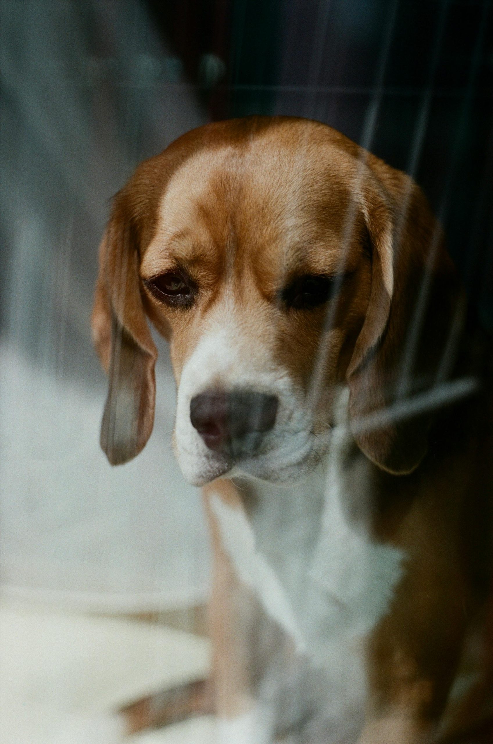 Adopter un beagle de laboratoire : comment offrir une seconde chance à ces survivants