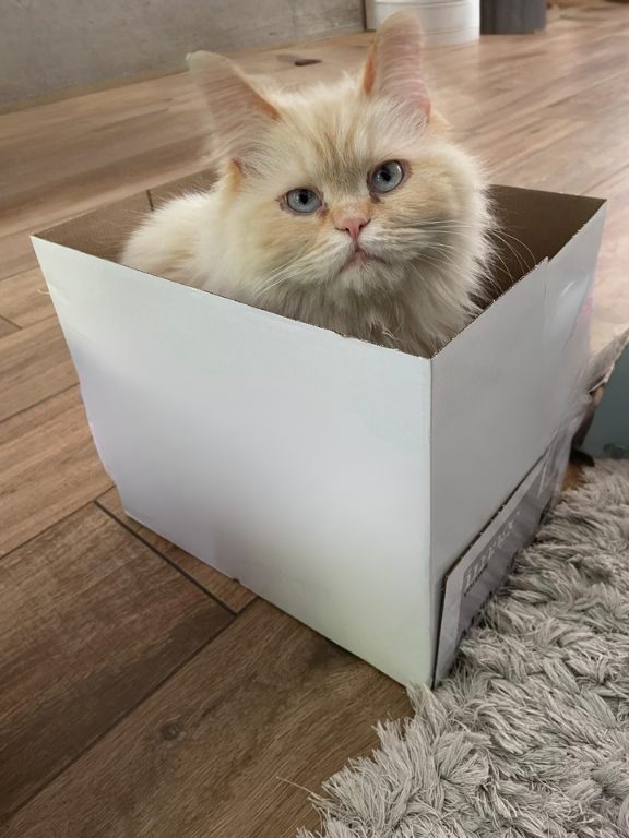 Un chat envoyé par la poste