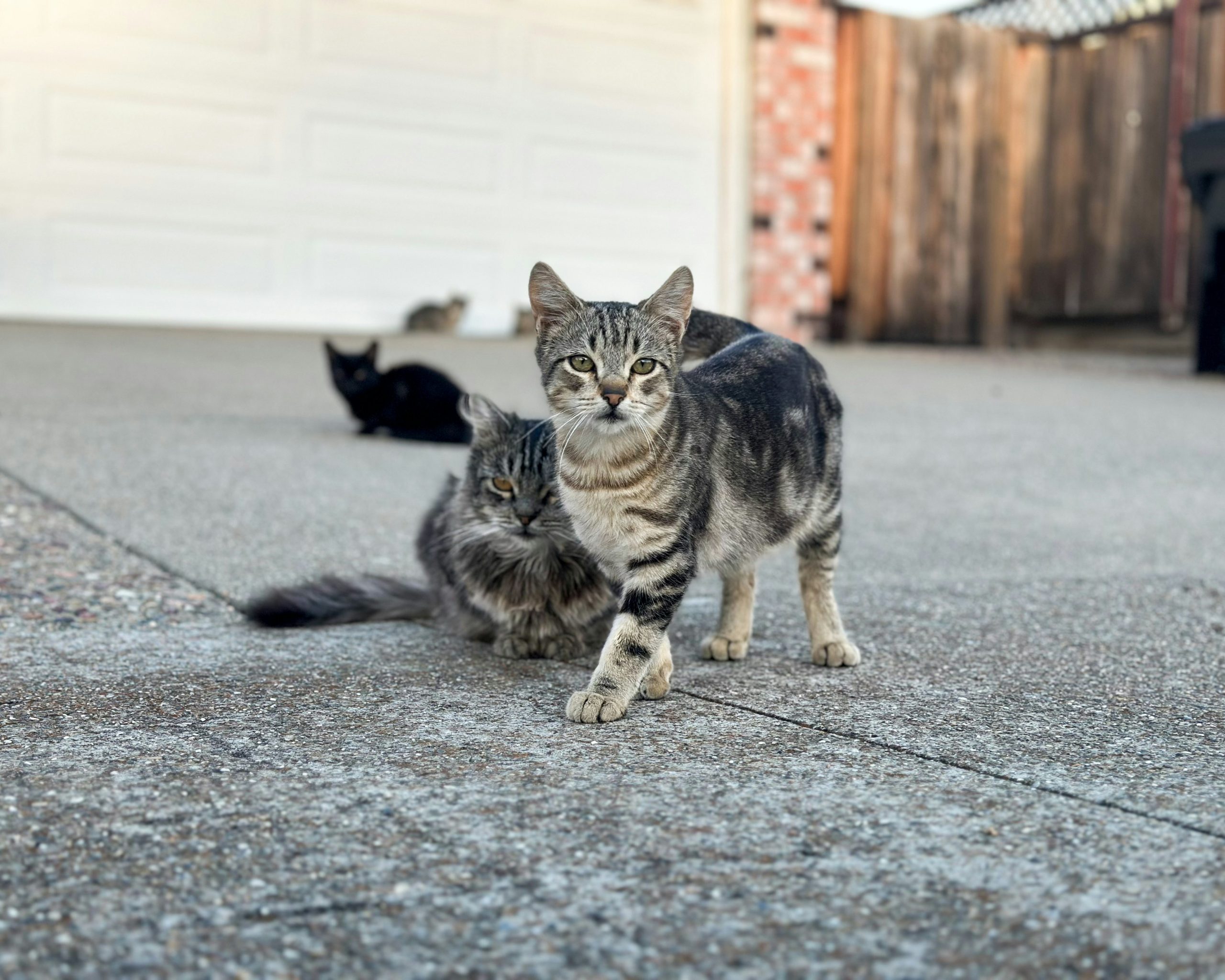 Stérilisation des chats errants : obligations et dispositifs