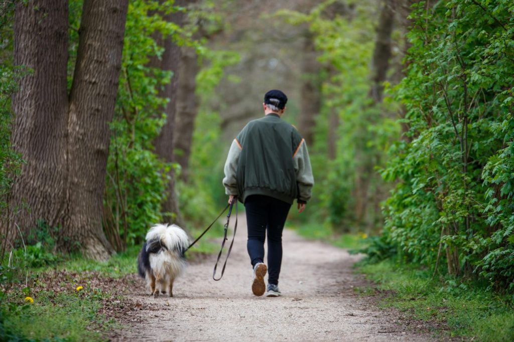 chiens en foret obligation en laisse au printemps
