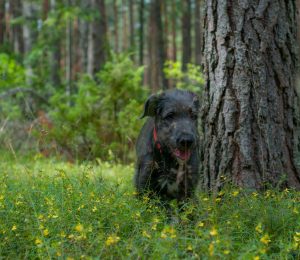 chien dans les herbes