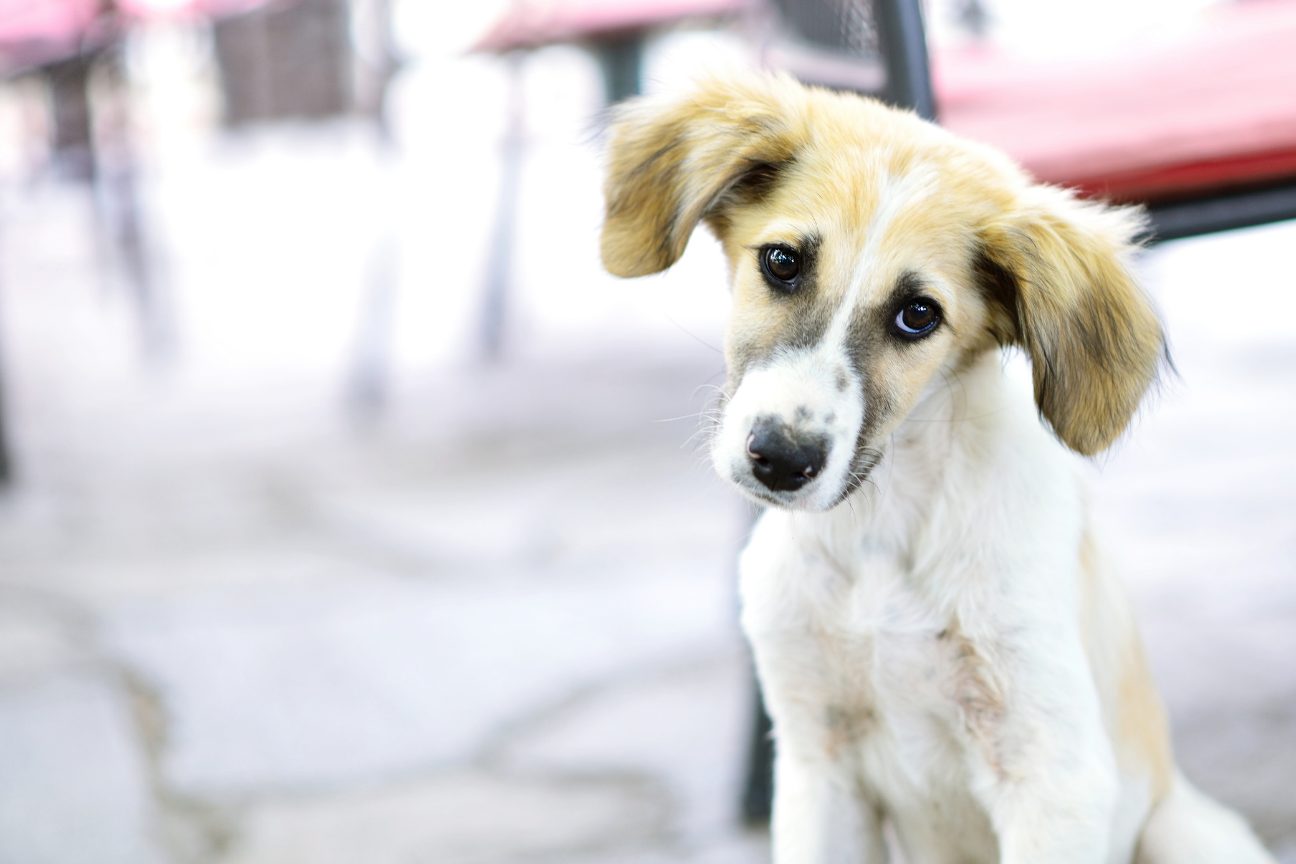Avignon interdit les salons du chiot : ARGOS 42 remporte une nouvelle victoire en 2026