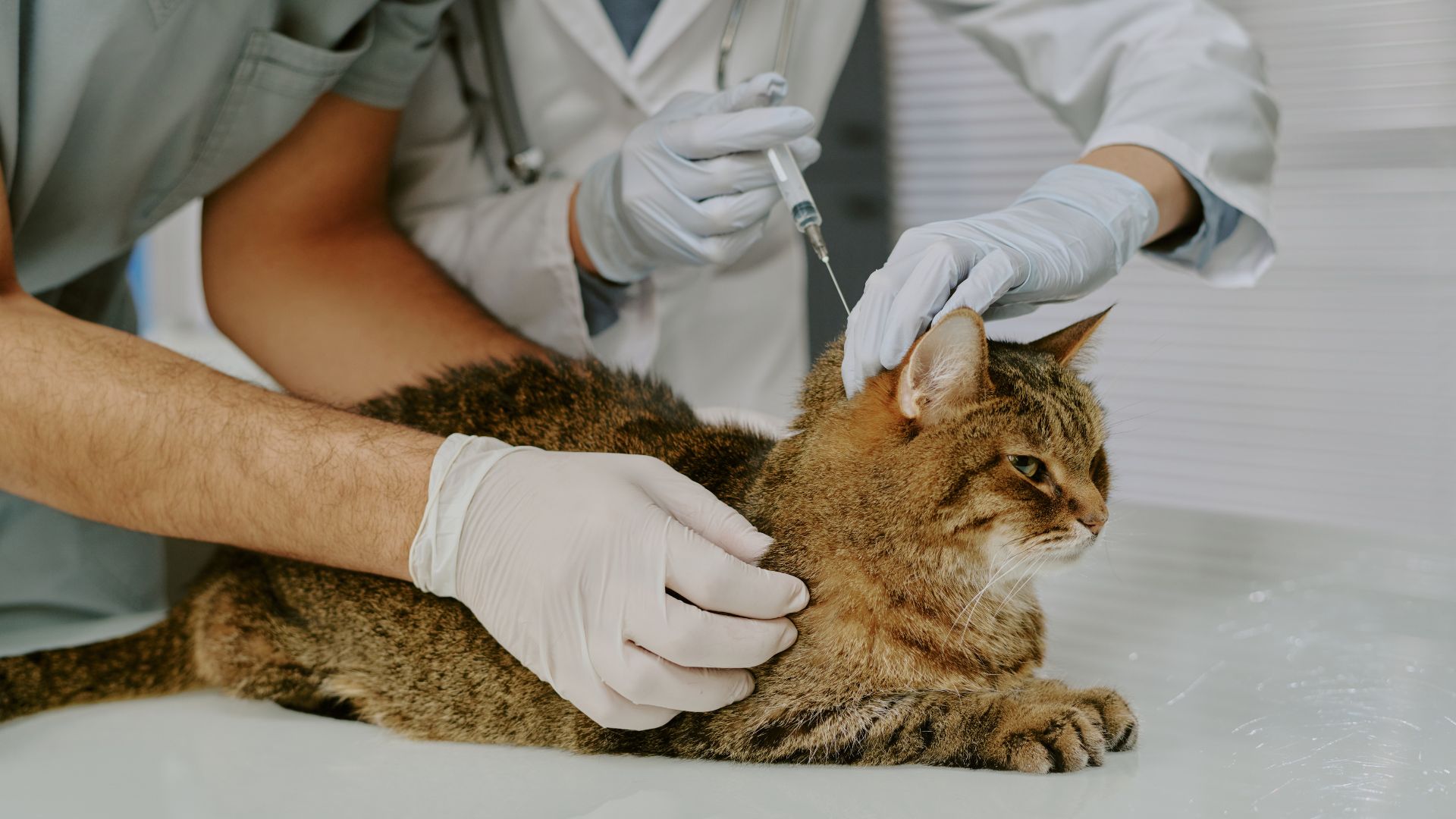 Semaine Mondiale de la Vaccination 2026 : Protégez Votre Chien et Chat Grâce au Suivi Vaccinal