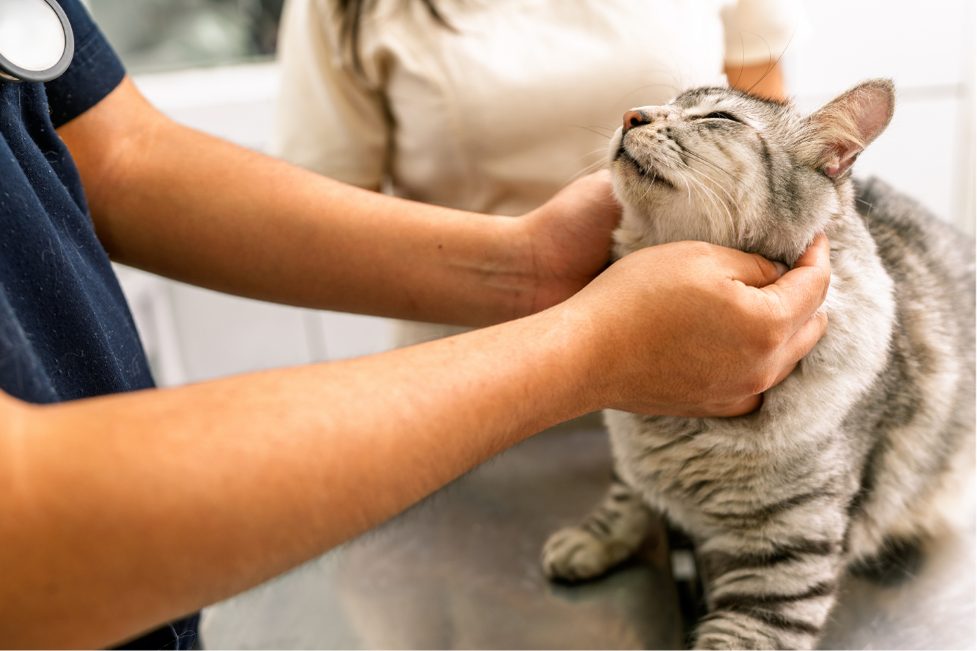 traitement insuffisance rénale chronique chat japon