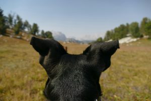 chien de dos