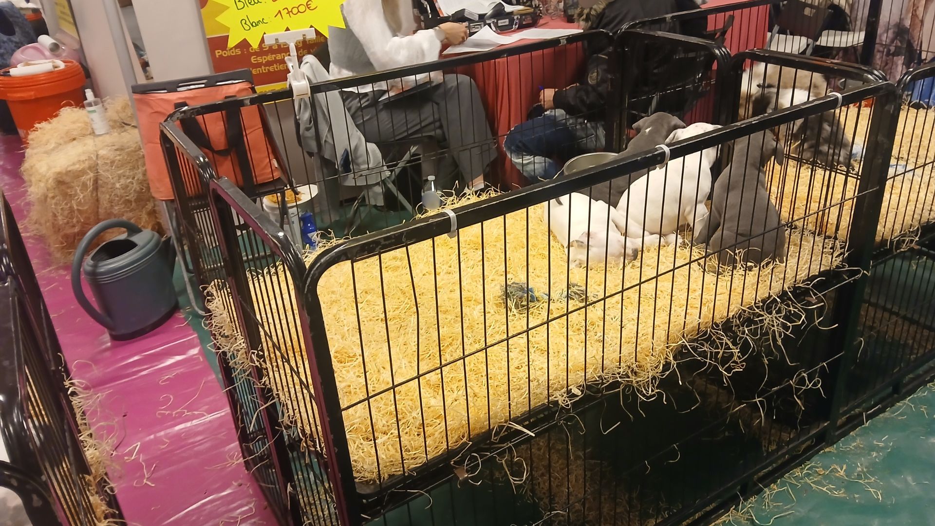 Salons du chiot : de nouvelles images révèlent cages, stress…