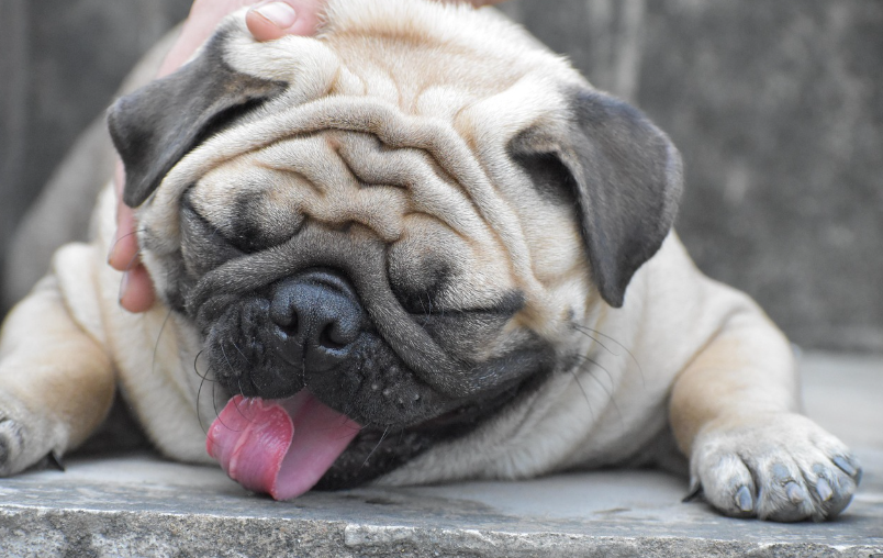 Carlin couché, langue tirée, au museau écrasé typique de l'hypertype chez le chien